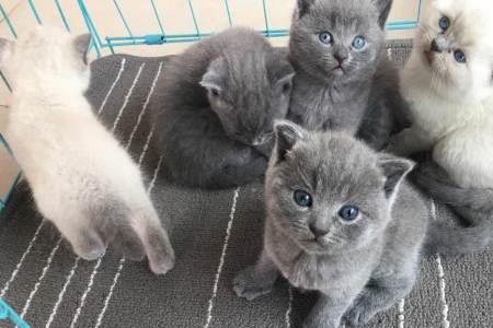 蓝猫白爪子纯吗