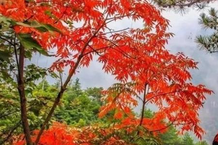 彭山红叶景区有哪些