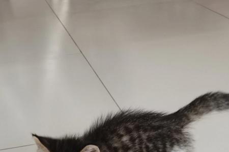 三花猫抓人咬人怎么办