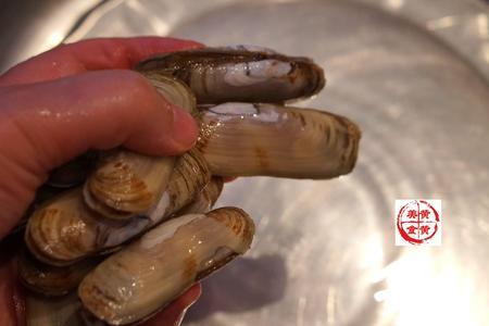 蛏子为什么撒盐不直接挖出来