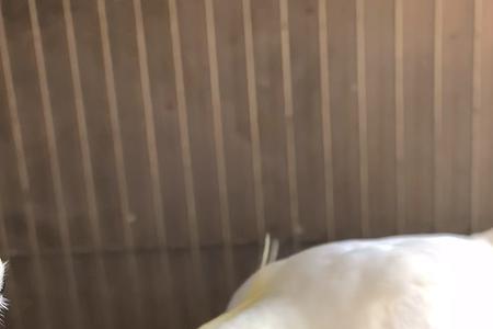玄凤鹦鹉能吃玉米碎吗