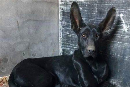 我的黑狼犬怎么训才能凶点啊