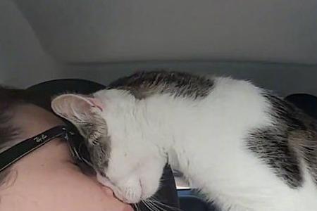 洛嘉轩为什么要去猫星