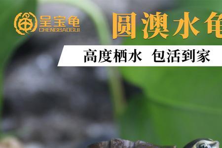 圆澳龟长大好看吗