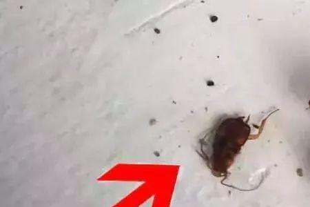 北方灭蟑螂如何灭除方法佳呢