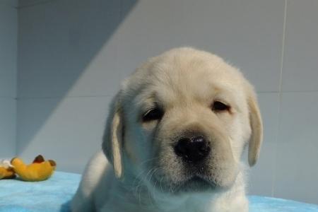 拉布拉多幼犬吃多了怎么看出来