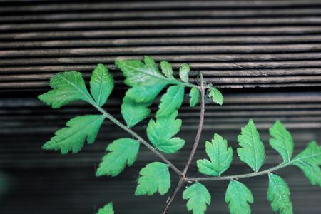 五月初夏精辟句子领导致辞