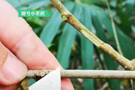 马桑树怎么嫁接
