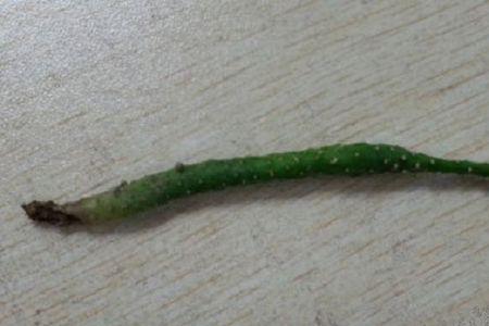 珊瑚烂肉了怎么办