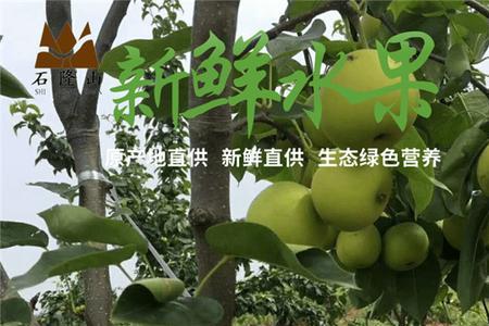 翠冠梨种植管理技术时间