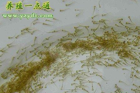 加州鱼苗下塘第几天开口