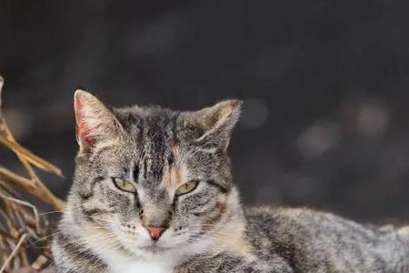 怎样的人称之为夜猫