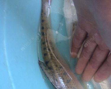 水怪笼钓翘嘴的方法