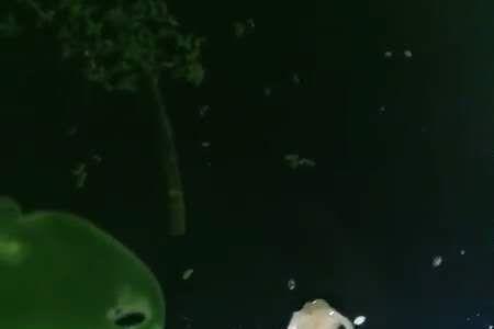 斗鱼公鱼吐泡泡多久放母鱼