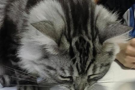 猫咪能吃苎麻吗