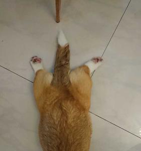 为什么柯基一看到我就趴下