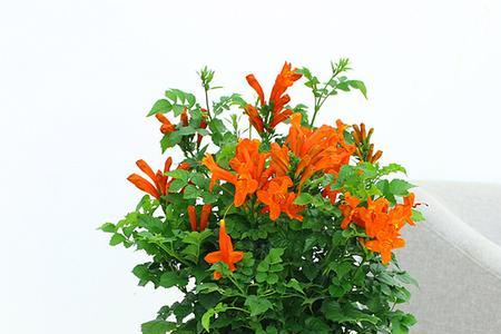 爬蔓开红花是什么植物