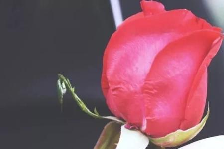夜莺与玫瑰适合送人吗