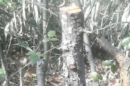 棠梨没根能活吗