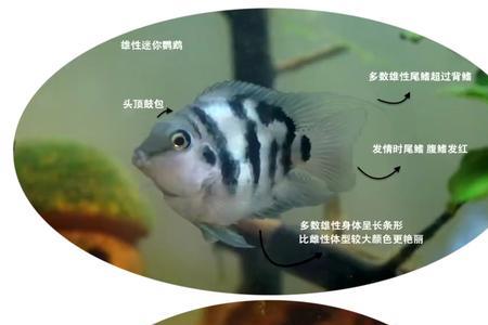 迷你鹦鹉会不会咬兰寿