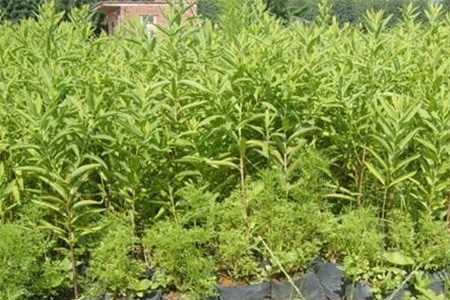 凤凰尾菜种植时间和方法