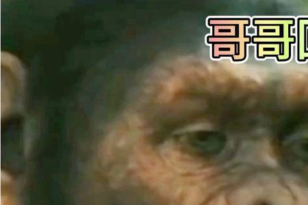 哥哥你要回头看看我原唱男版