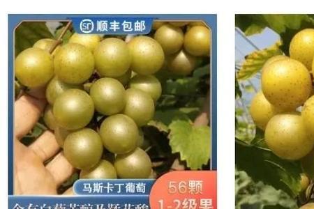 马斯卡彭葡萄多少度种植