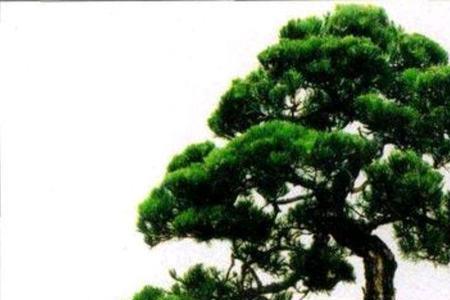 山松树龄多少年