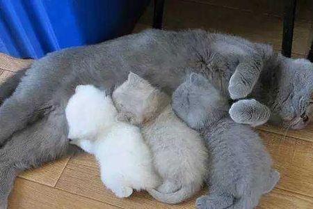 猫咪为什么喜欢妈妈更多一些