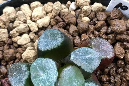 残雪多肉开花吗