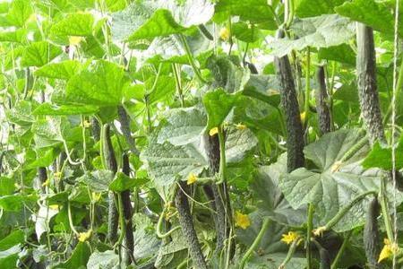10厘米的黄瓜种植方法