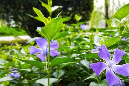 什么样的草木气息