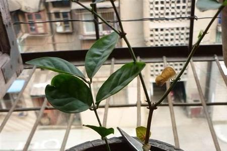 茉莉花修剪怎么消毒