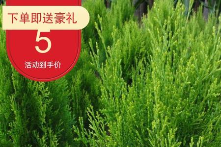 香柏树与侧柏的区别图片