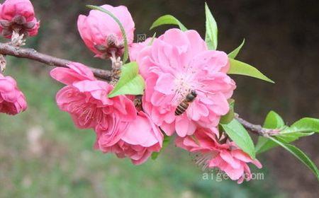 桃花大小像什么