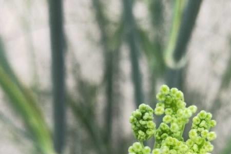 茴香什么时候开花结种子