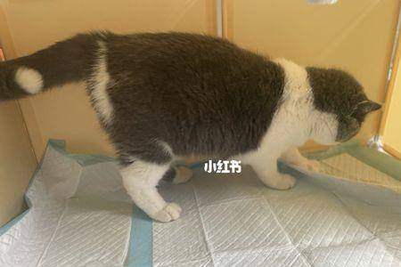 怎么让怀孕的猫进猫产房
