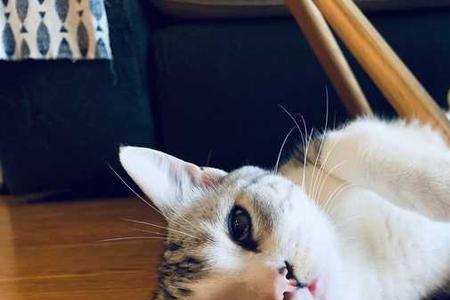 为什么总想追猫