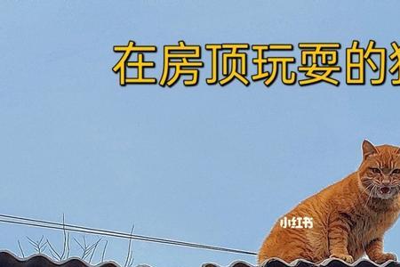 怎么把猫从房顶上抓下来