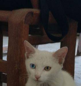 黄猫和灰猫后代颜色