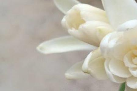 晚香玉出芽后怎么养护