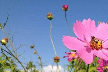 我是你的格桑花故事细节讲述