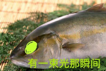 是一只鱼什么意思
