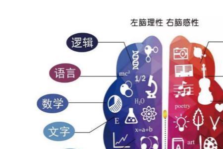 语文好是左脑发达还是右脑发达