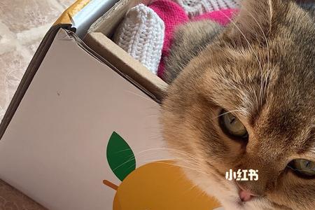 猫猫可以带两个机顶盒吗