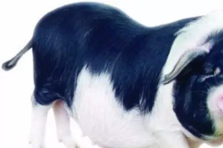 花猪什么意思花猪什么意思