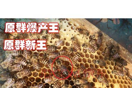 中蜂一斤工蜂多少只