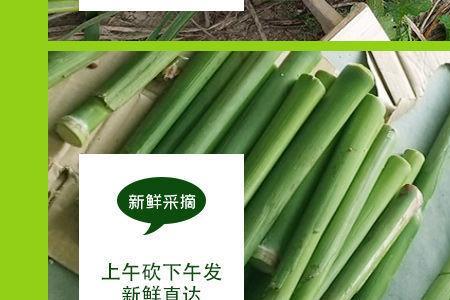 芦粟为什么不甜
