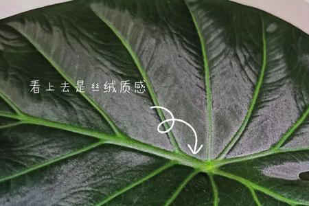 帝王盾海芋寓意
