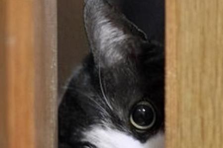 猫到家躲在黑暗里怎么办